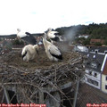 17_35-nest.jpg