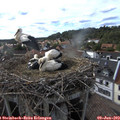 17_40-nest.jpg