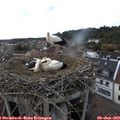 17_45-nest.jpg