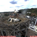 17_50-nest.jpg
