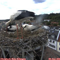 17_55-nest.jpg