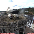 18_00-nest.jpg