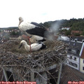 18_05-nest.jpg