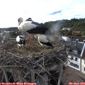 18_10-nest.jpg