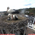 18_15-nest.jpg