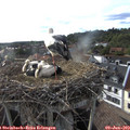 18_20-nest.jpg