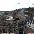 18_25-nest.jpg