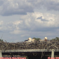 18_30-mast.jpg