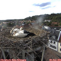 18_30-nest.jpg