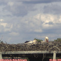 18_35-mast.jpg