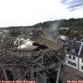 18_35-nest.jpg