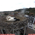 18_40-nest.jpg