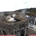 18_45-nest.jpg