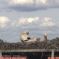 18_50-mast.jpg
