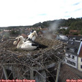 18_50-nest.jpg