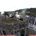 19_00-nest.jpg