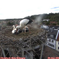 19_05-nest.jpg