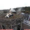 19_10-nest.jpg