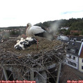 19_15-nest.jpg