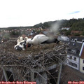 19_20-nest.jpg
