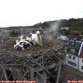 19_25-nest.jpg