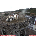 19_30-nest.jpg