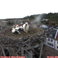 19_35-nest.jpg
