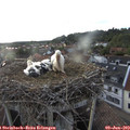 19_40-nest.jpg