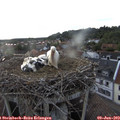19_45-nest.jpg