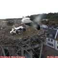 19_50-nest.jpg