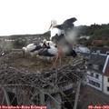 19_55-nest.jpg
