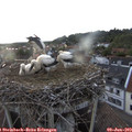 20_00-nest.jpg