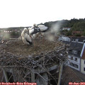 20_05-nest.jpg