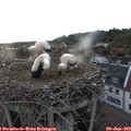 20_10-nest.jpg