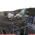 20_15-nest.jpg