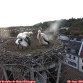 20_20-nest.jpg