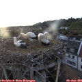 20_25-nest.jpg