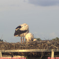20_30-mast.jpg