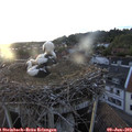 20_30-nest.jpg