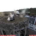 20_35-nest.jpg