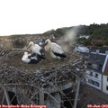 20_40-nest.jpg