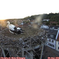 20_55-nest.jpg