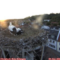 21_00-nest.jpg