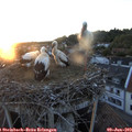 21_05-nest.jpg
