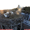 21_20-nest.jpg