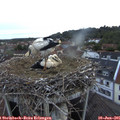 05_20-nest.jpg