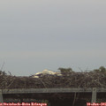 05_25-mast.jpg