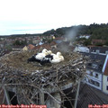 05_25-nest.jpg