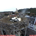 05_30-nest.jpg