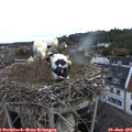 05_35-nest.jpg